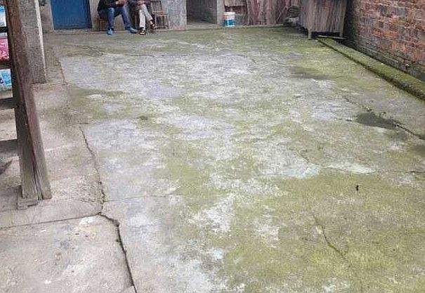 水泥地面長(zhǎng)滿(mǎn)了青苔.jpg